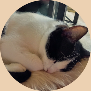 slapende kat_kattenoppas gouda