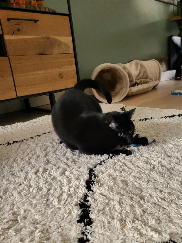 spelende kat_kattenoppas gouda