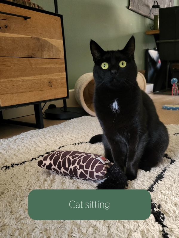 kat met speeltje_kattenoppas